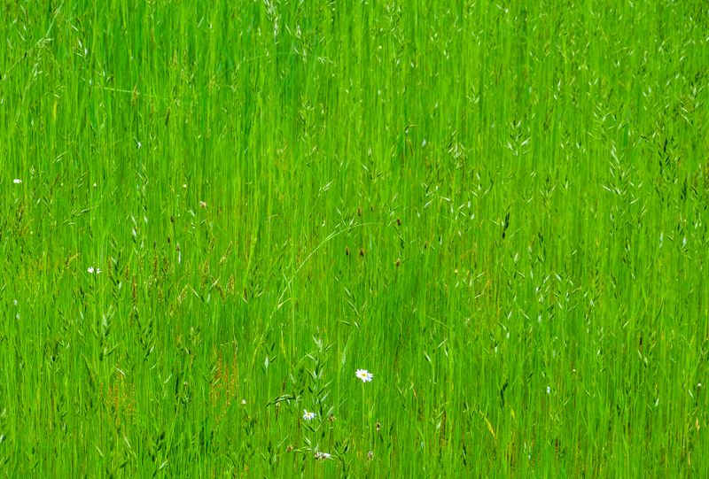 green field 494