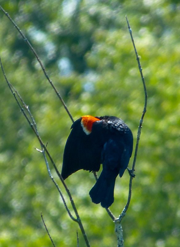 red-winged blackbird 018