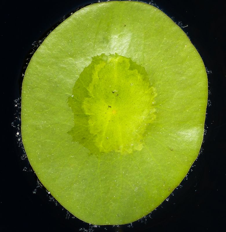 pad 520