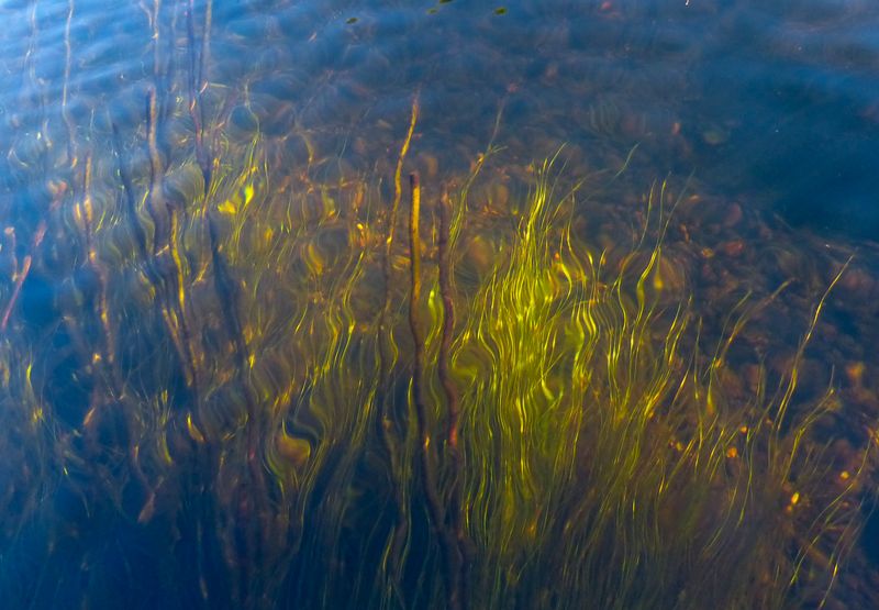 river grass 783