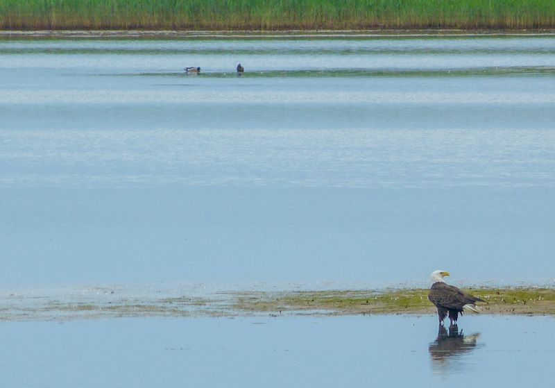 bald eagle 303