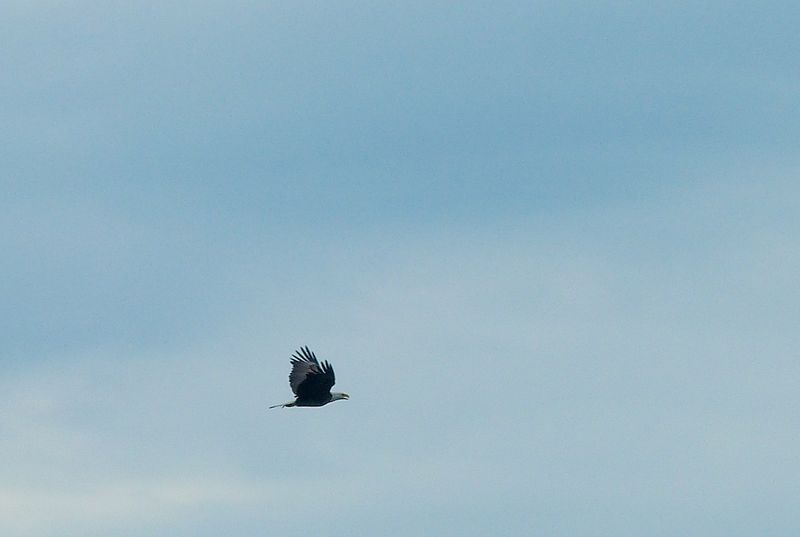 bald eagle 310