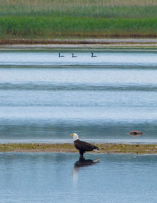 bald eagle 290