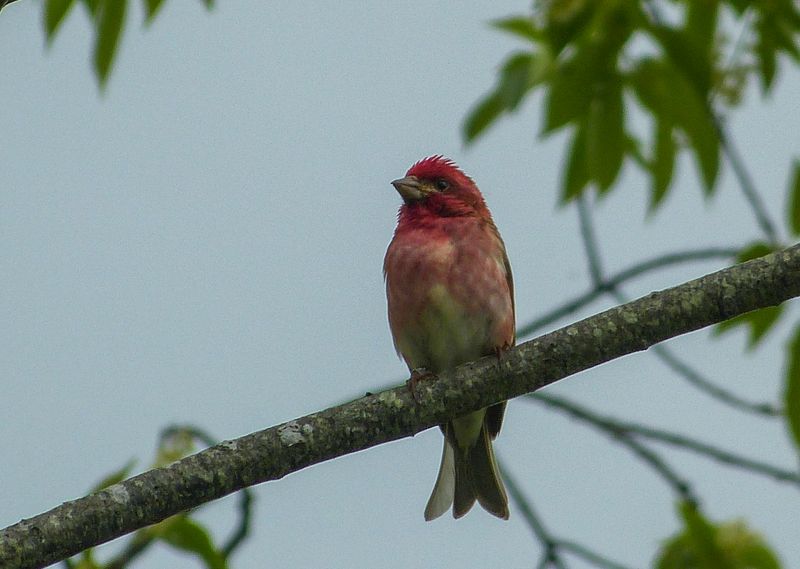 purple finch 111