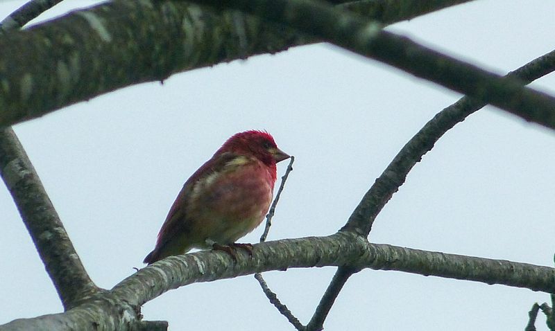 purple finch 125