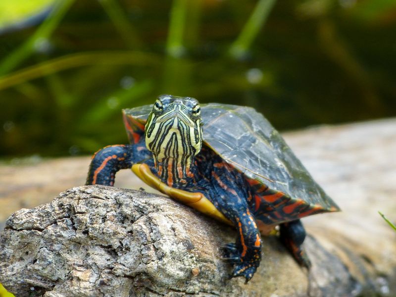 painted turtle 712