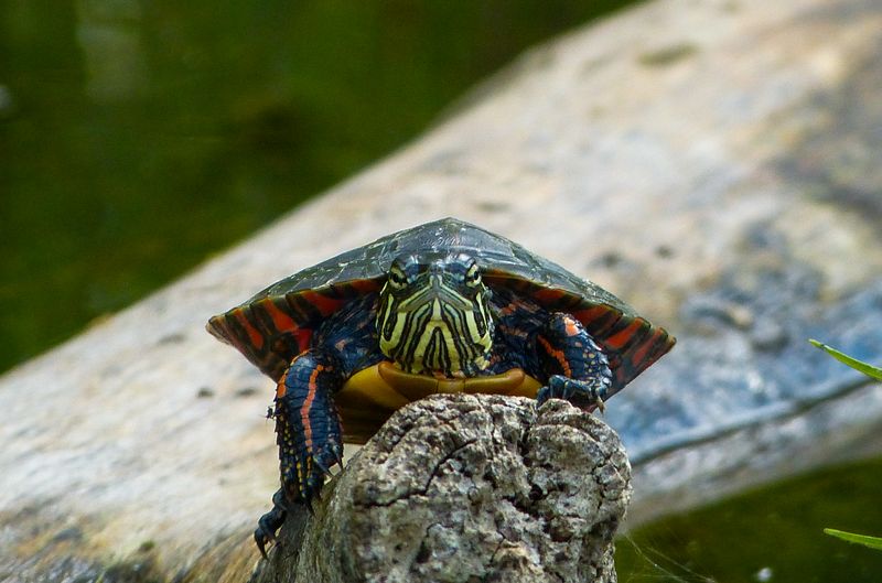 painted turtle 716
