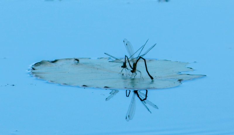 water ballet 243