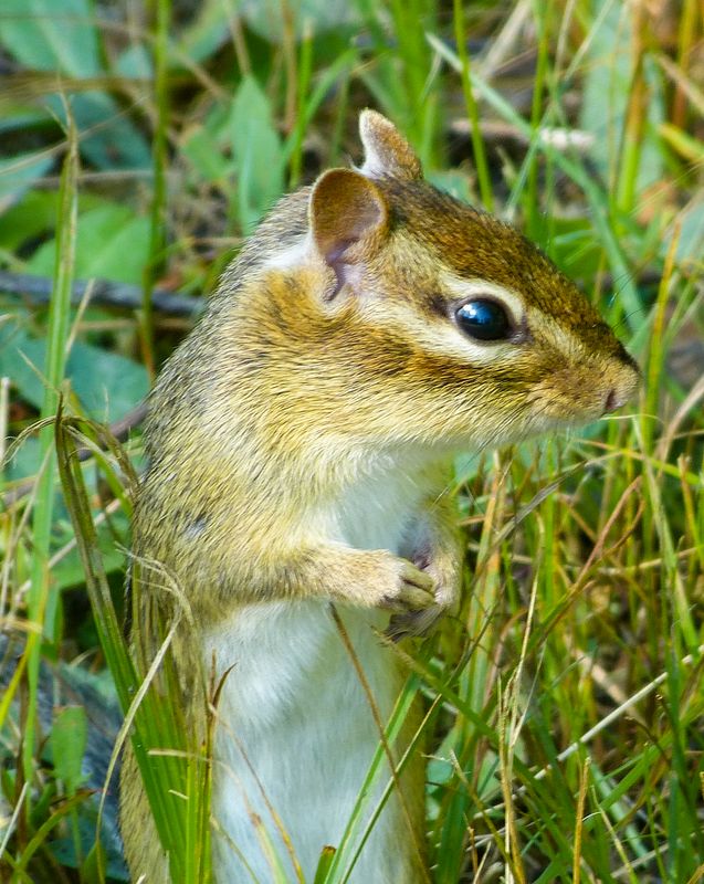 chipmunk 388