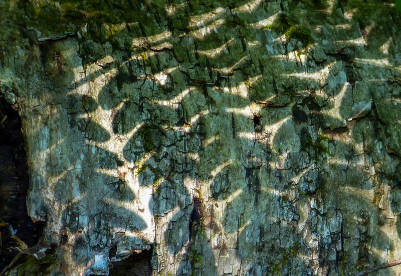 shadows 526