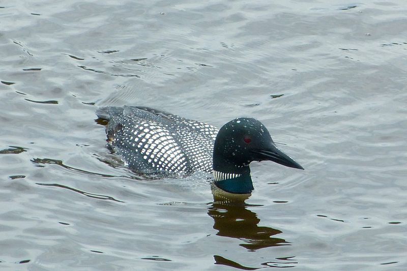 loon 043