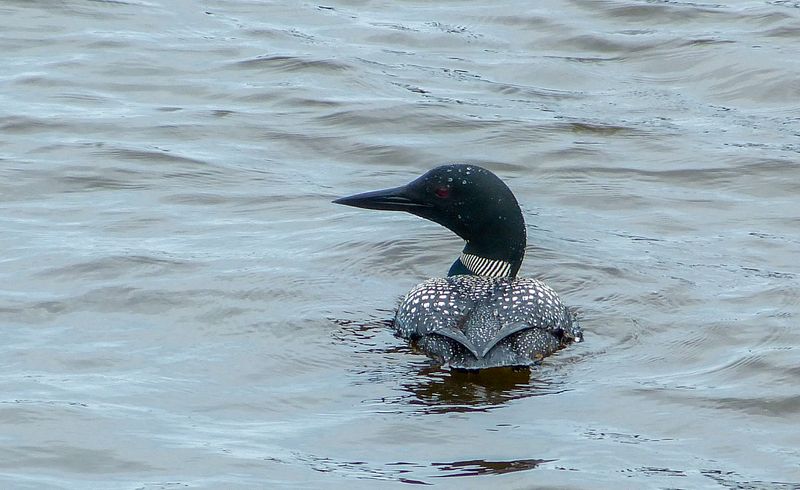 loon 022