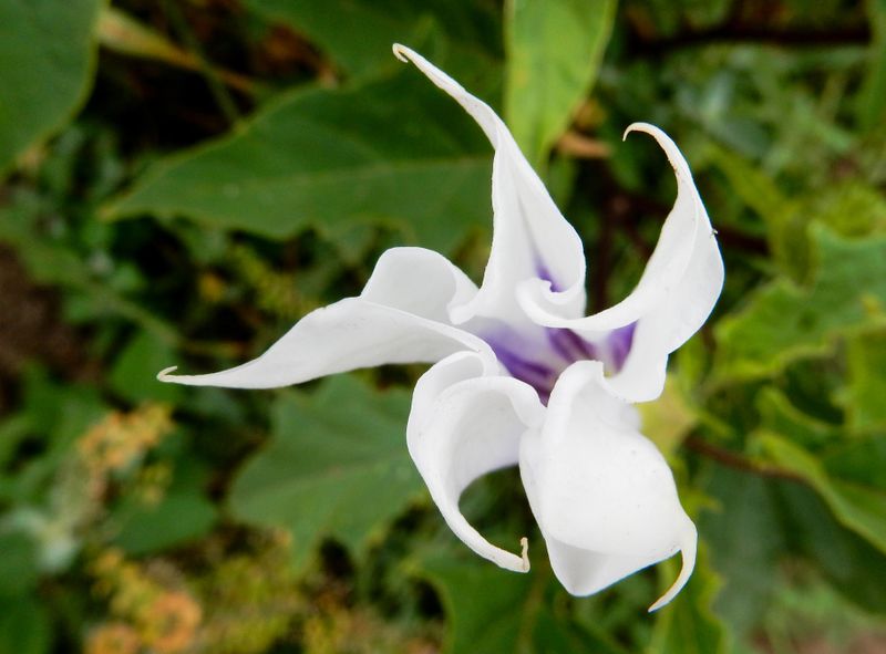 datura 259