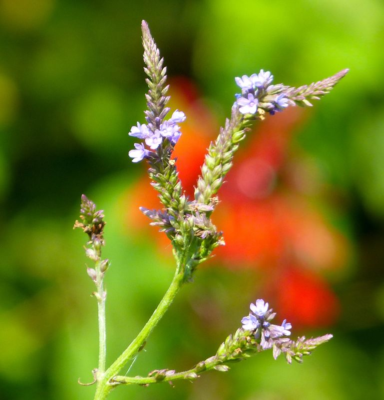 vervain 015