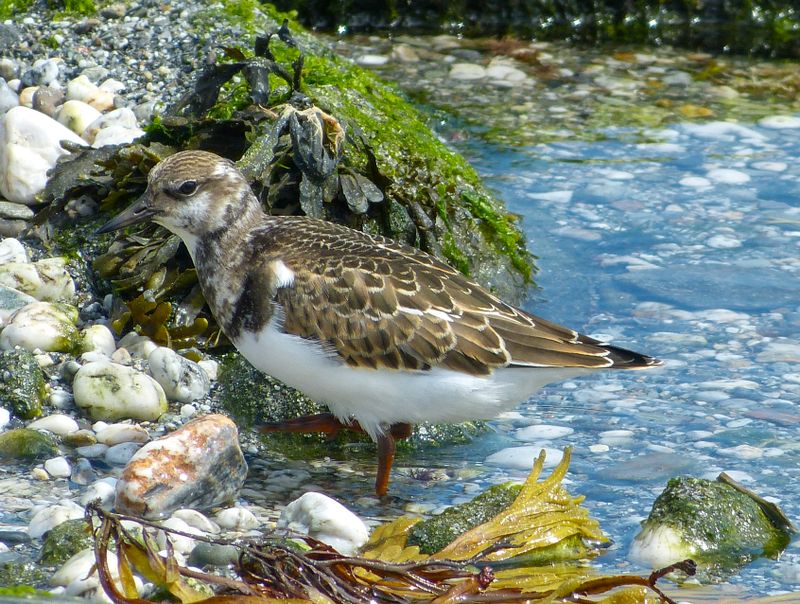 ruddy turnstone 480