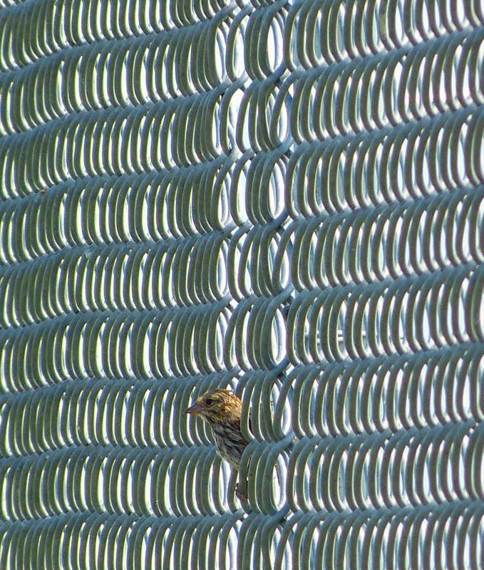free bird 058