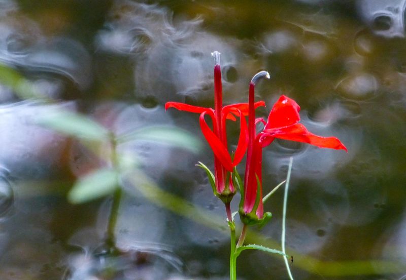 cardinal flower 817