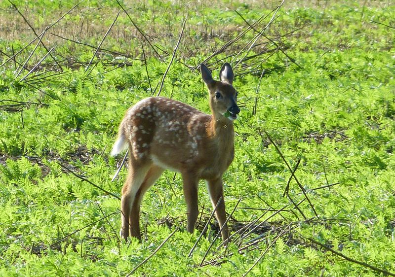 white tail deer 401