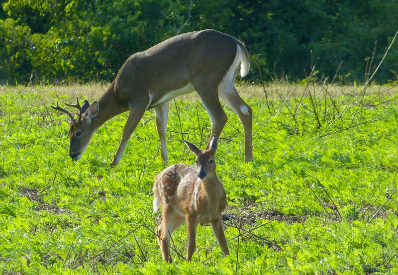 white tail deer 436