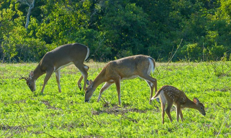 white tail deer 440