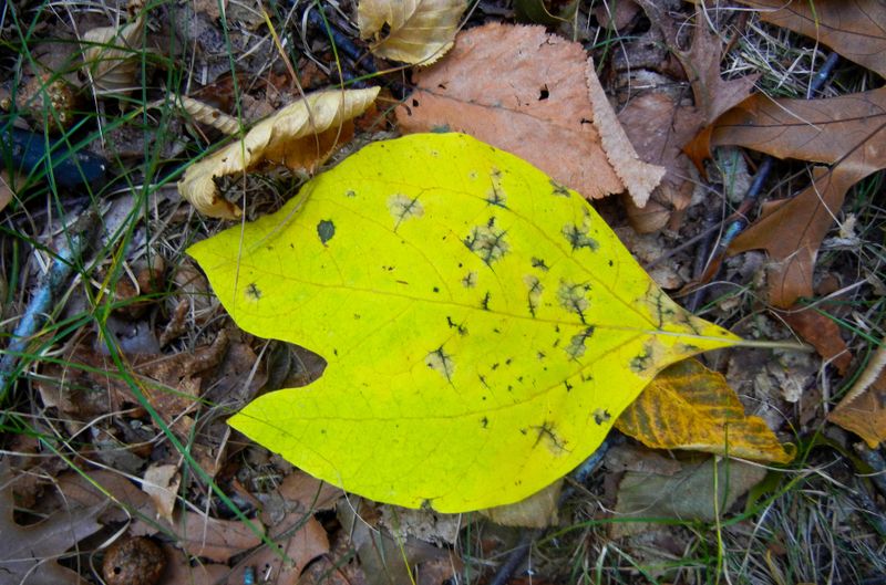 a happy fall 339