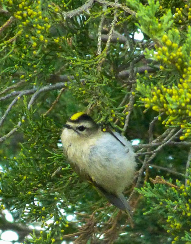 golden-crowned kinglet 448
