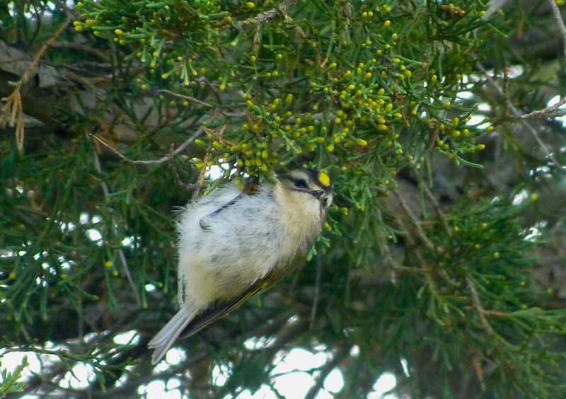 golden-crowned kinglet 452