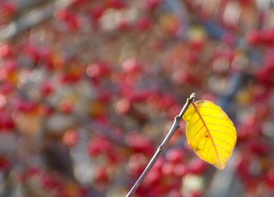 yellow flag 592