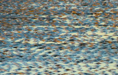 beach seurat 514