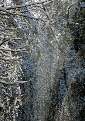 snow 535