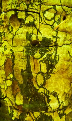 natural_imaging_22