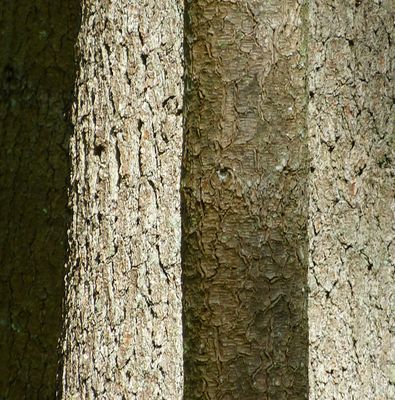 natural_imaging_22