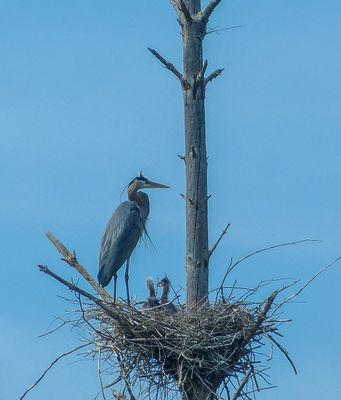semiwildlife_5