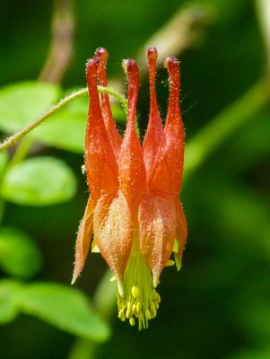 natural_imaging_22
