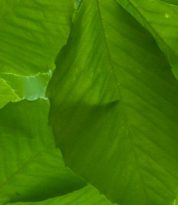 basic green