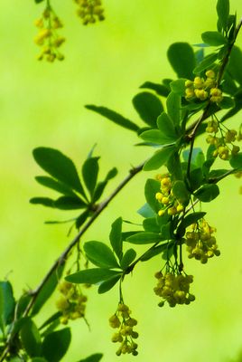 natural_imaging_22