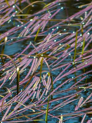 natural_imaging_22
