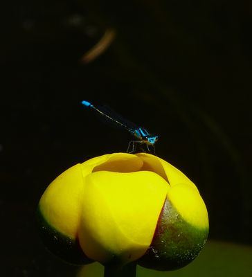natural_imaging_22