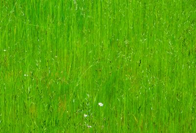 natural_imaging_22