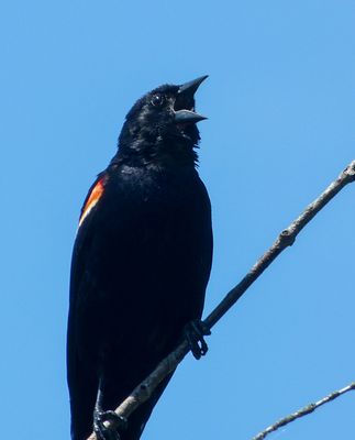 semiwildlife_5