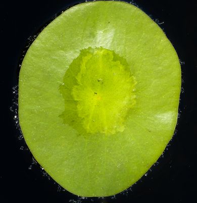 natural_imaging_22