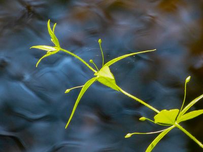 natural_imaging_22