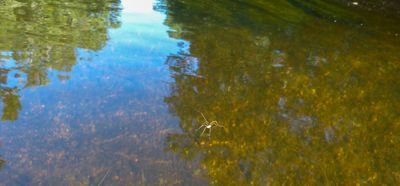 natural_imaging_22