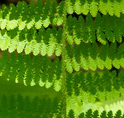 natural_imaging_22