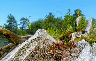 natural_imaging_22