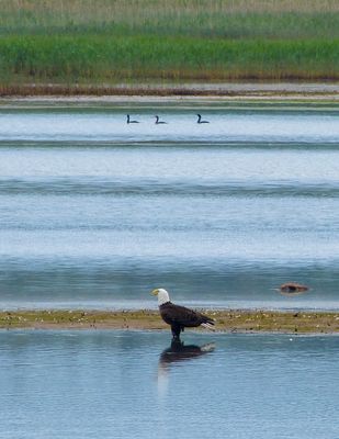 semiwildlife_5