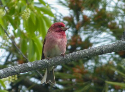 semiwildlife_5