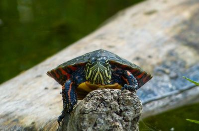 semiwildlife_5