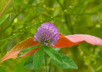 natural_imaging_22