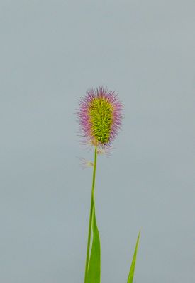 natural_imaging_22
